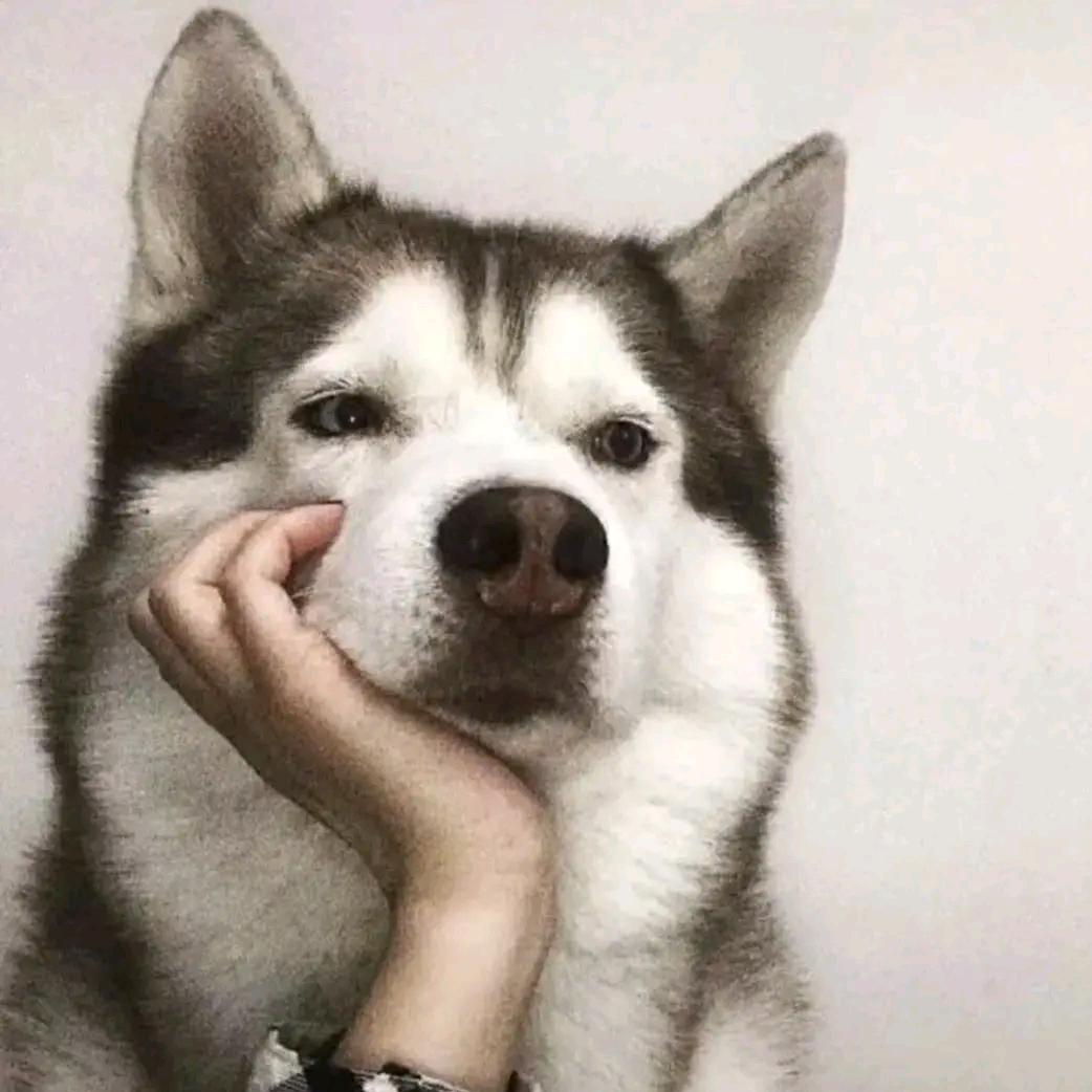 木 木 彡