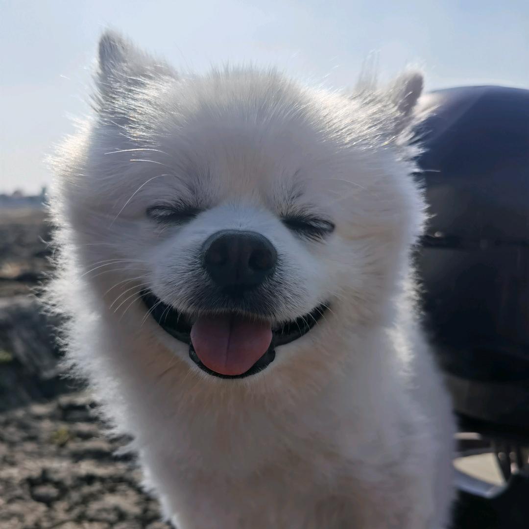 贪吃噜噜