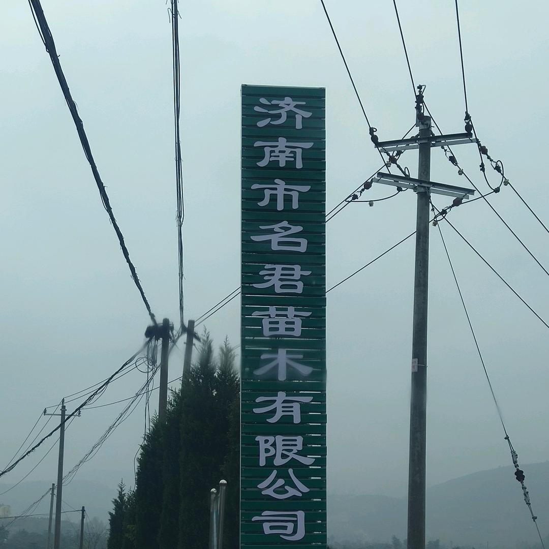 莱芜名君造型松