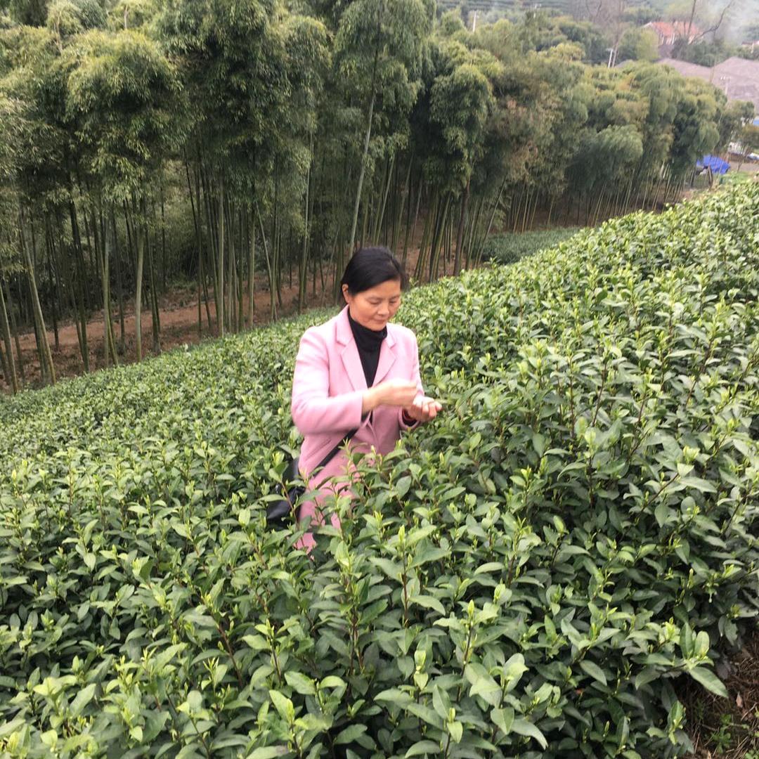 绿丰白茶坊