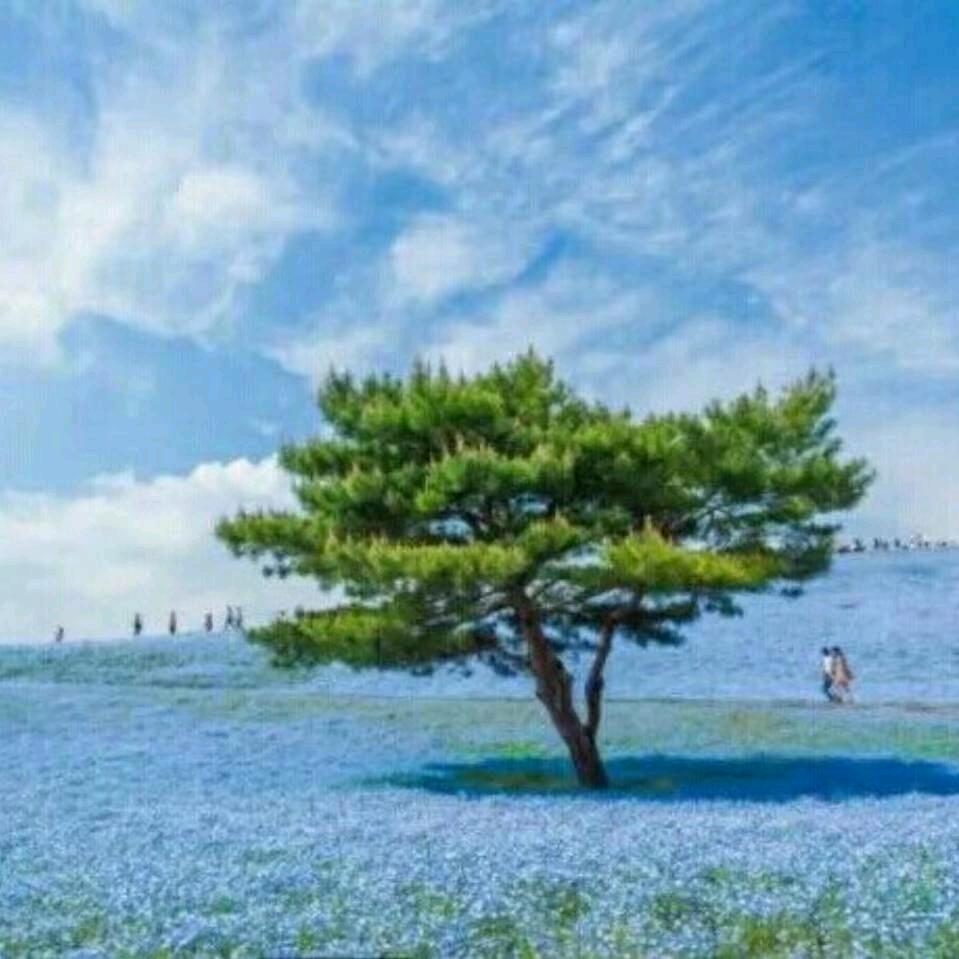 原野