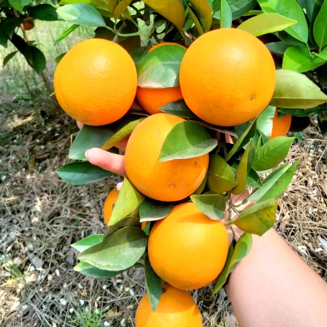 桂林平乐县大熊农产品商行