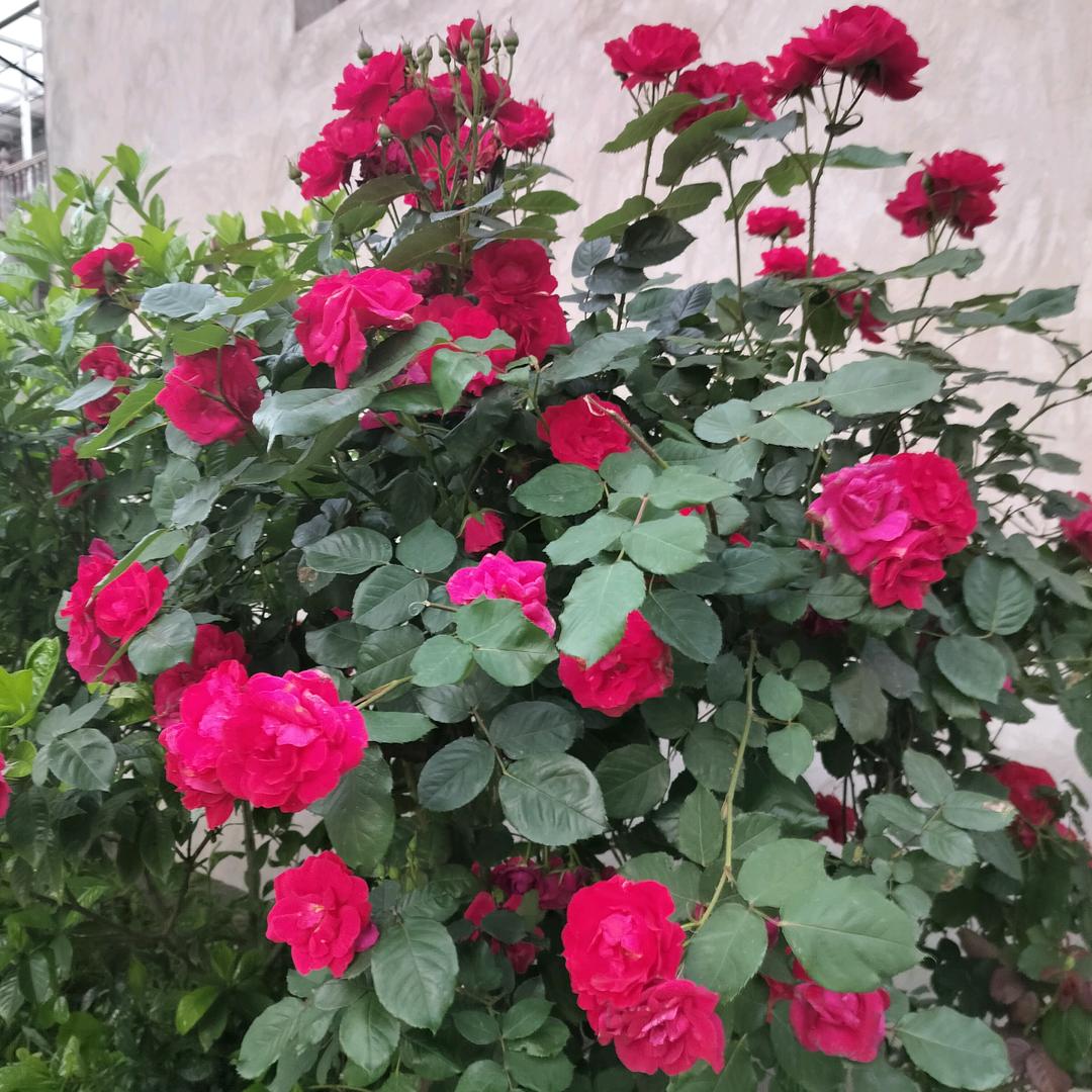 小丸子♡(❀ฺ•㉨•❀ฺ)♡