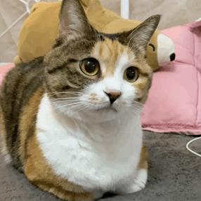 半醒的狐狸