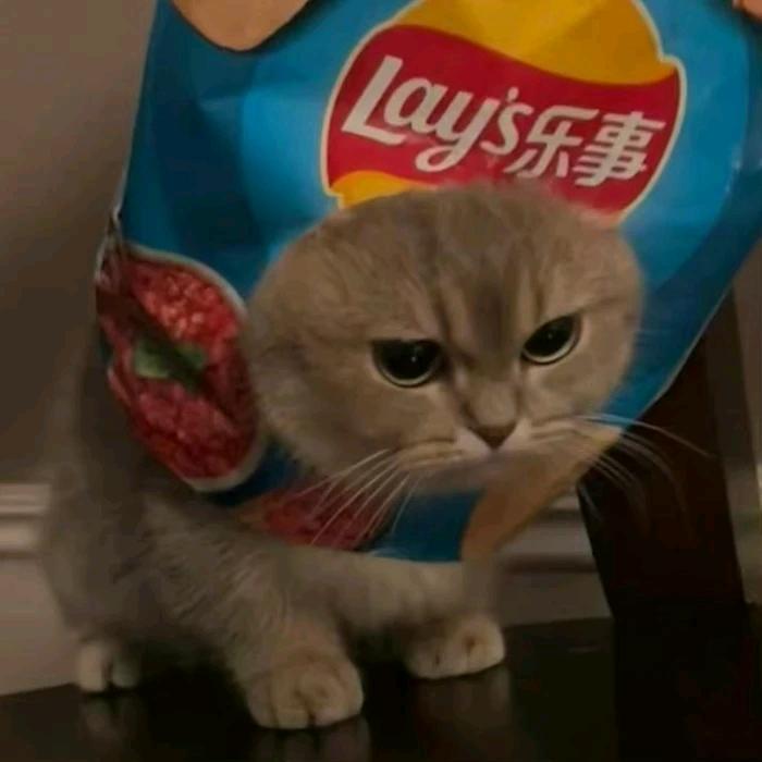 like猫
