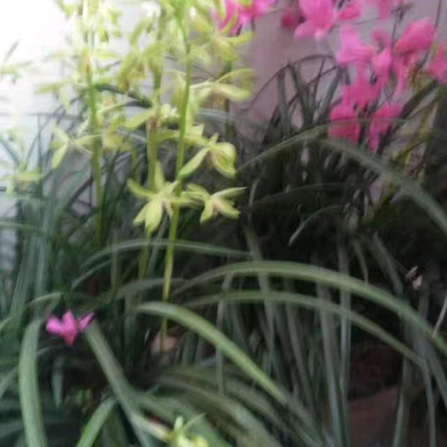 杨林