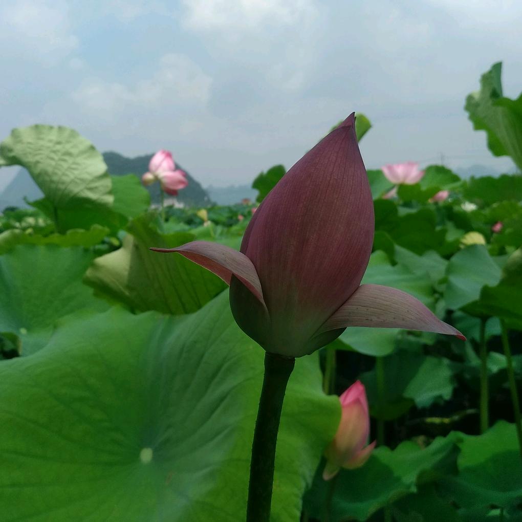 用户9942847850368莲子