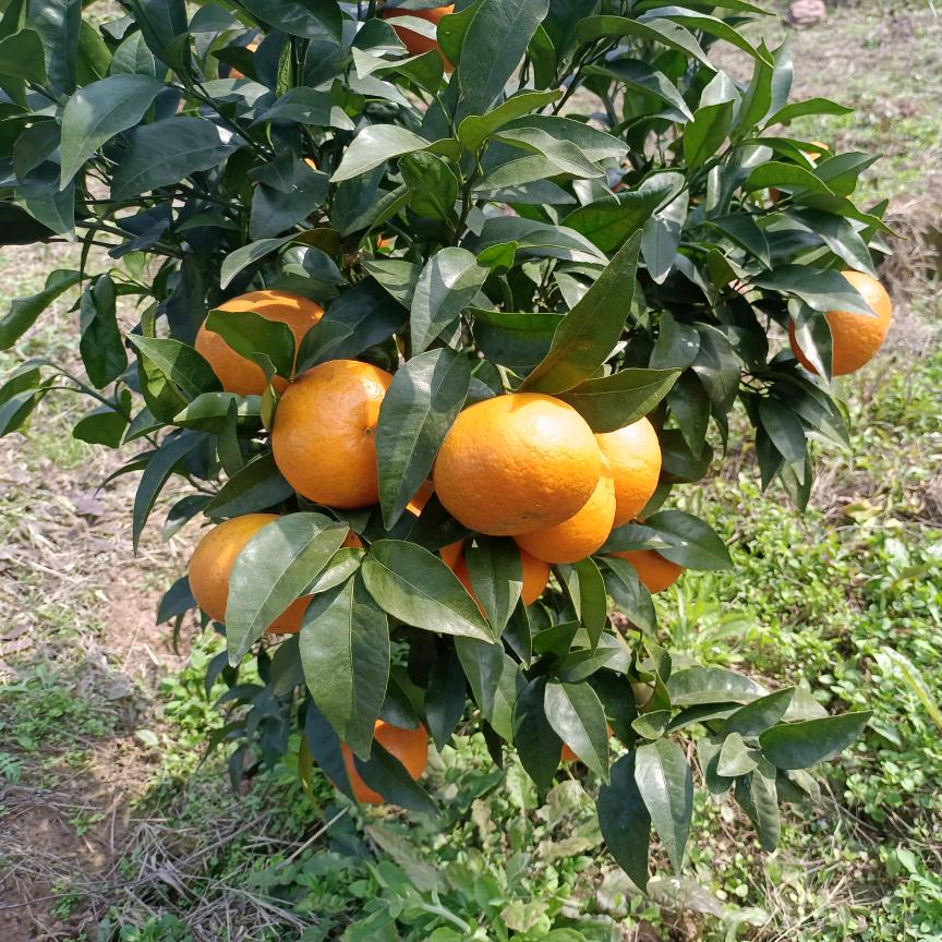 鲜之多沃柑🍊🍊开州临江果园