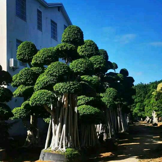 大同市姚虎花卉批发基地