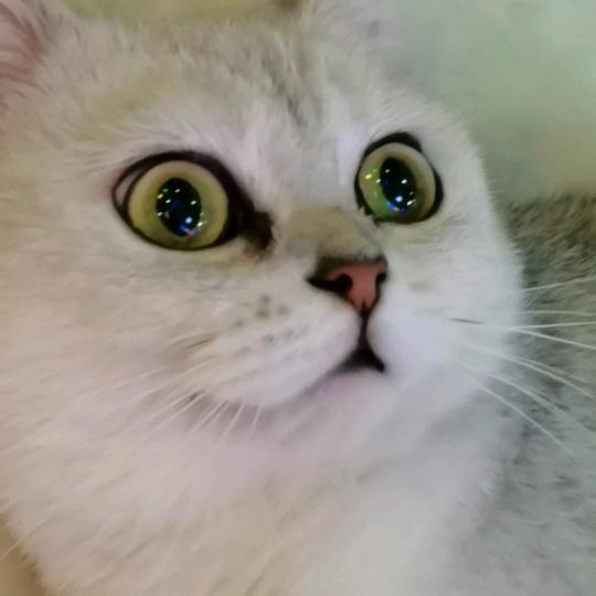 梅子