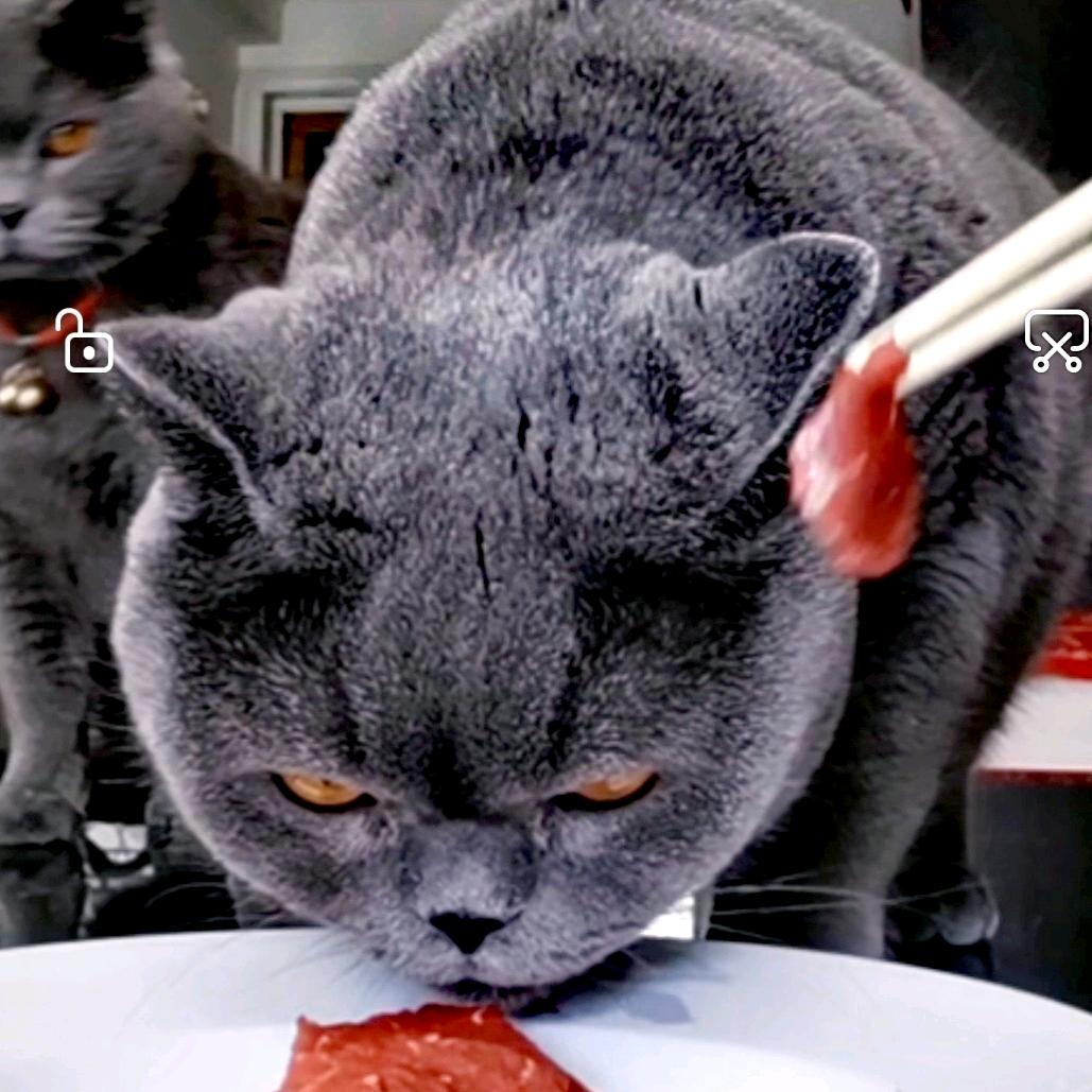 旺财市值猫