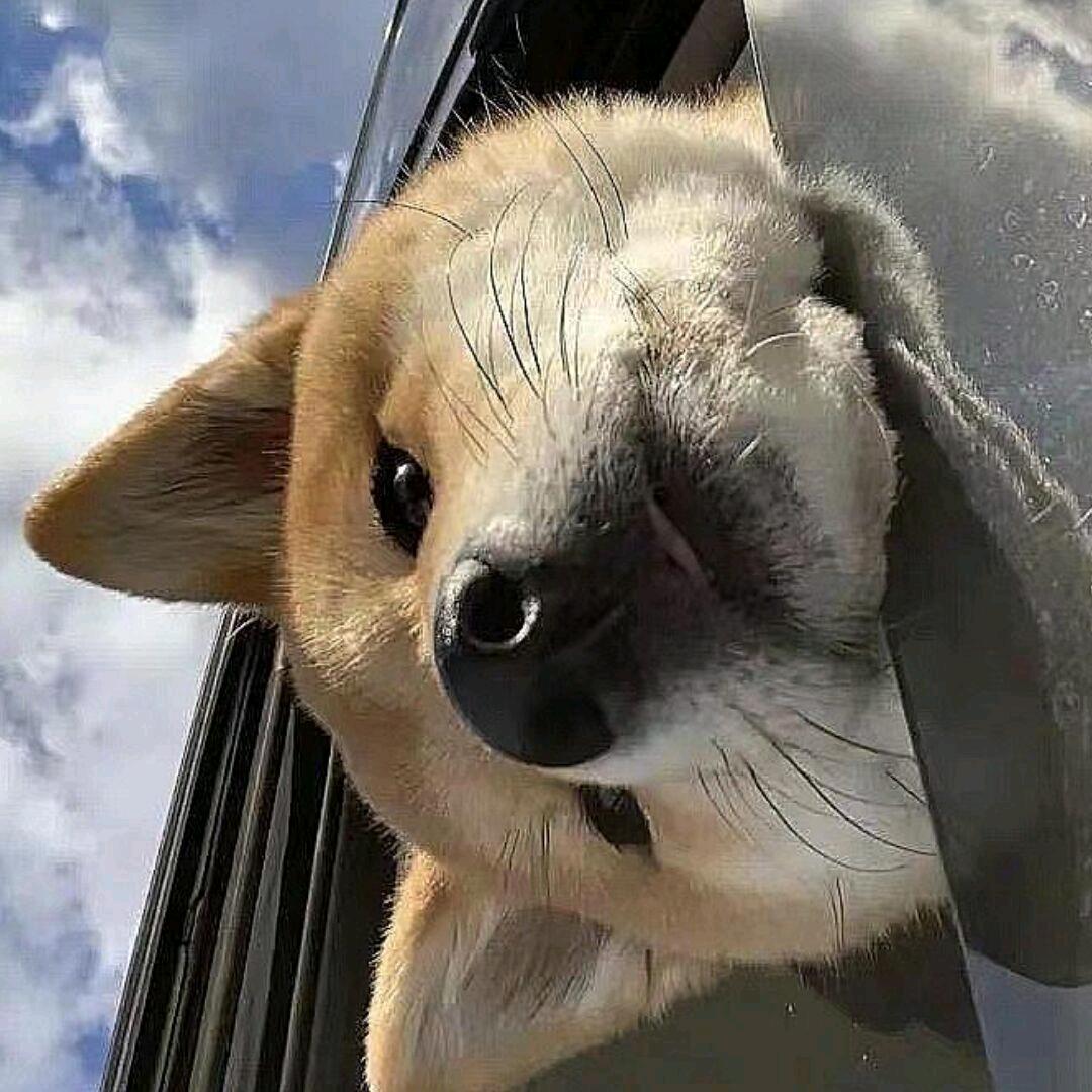 栀晴。