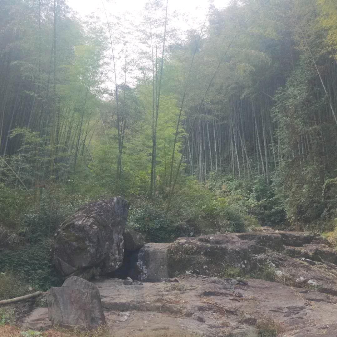 大布丁