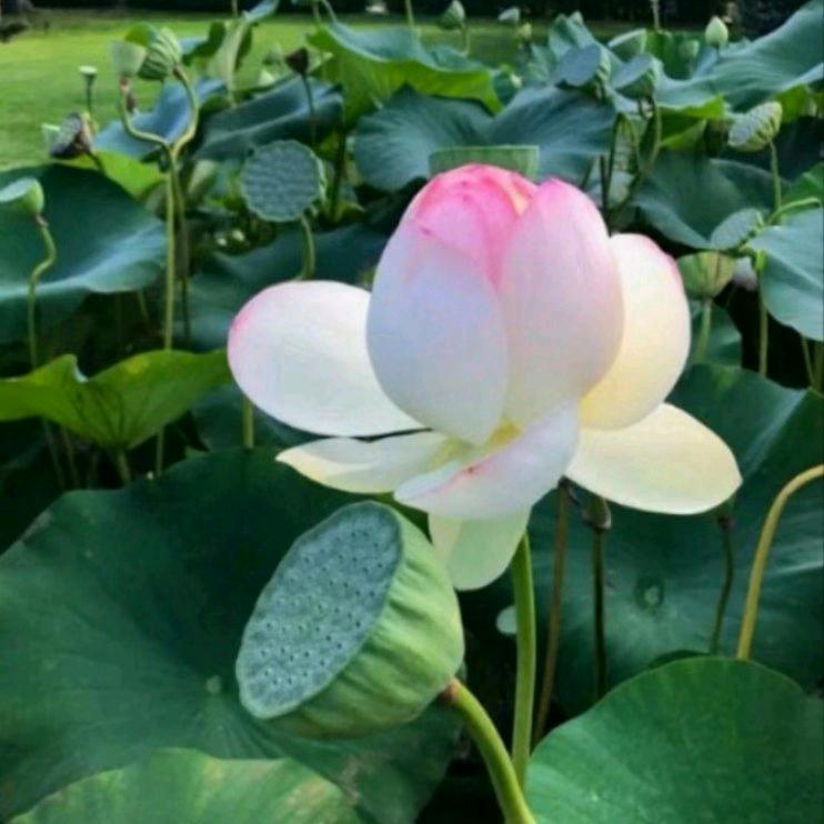 莲蓬(太湖佬在合肥😊😊)