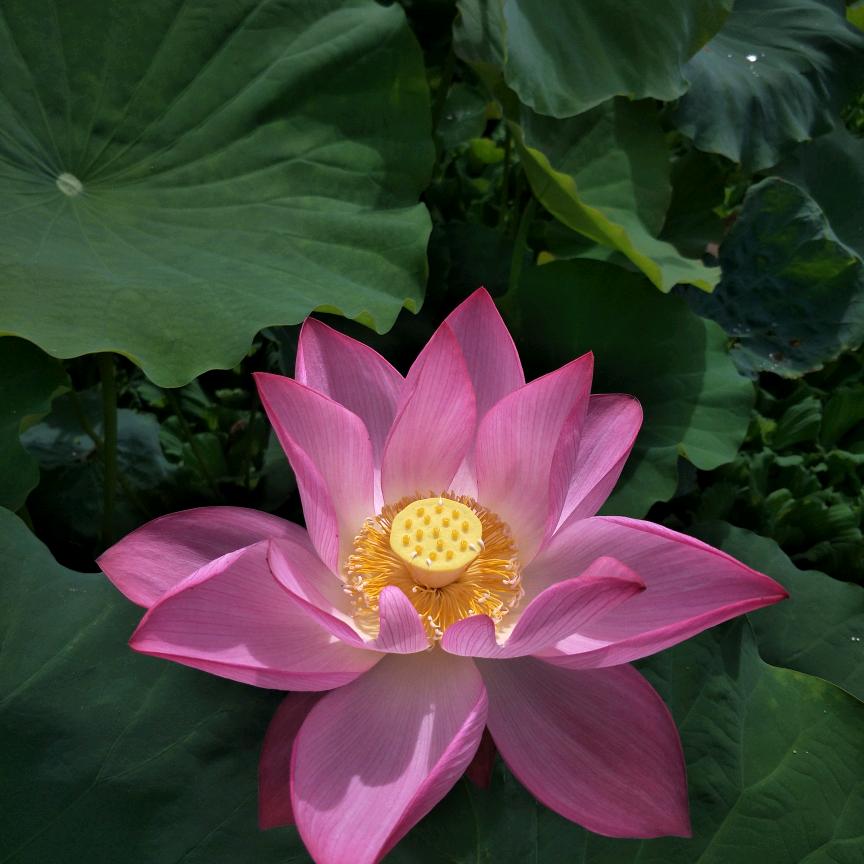 ＂少林＂