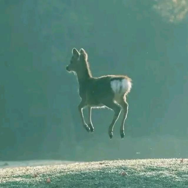 野紫