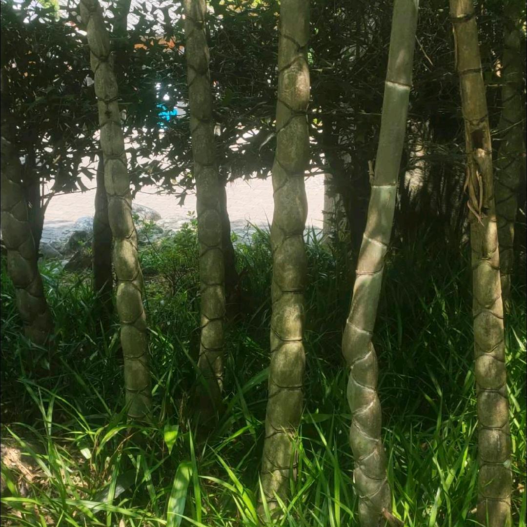 六点半的小闹钟