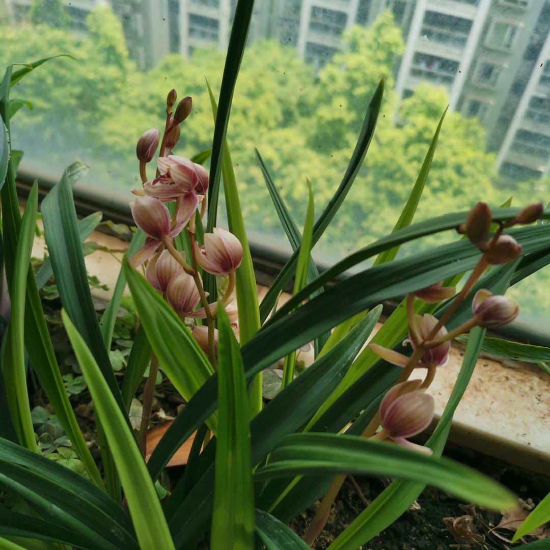 古伊烈
