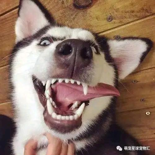 🐶狗蛋儿🐶