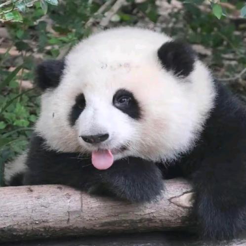 如果熊猫会说话