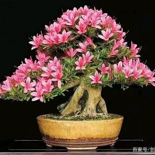 怪怪盆景素材