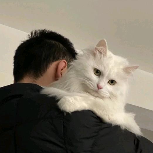 一纸鸢歌