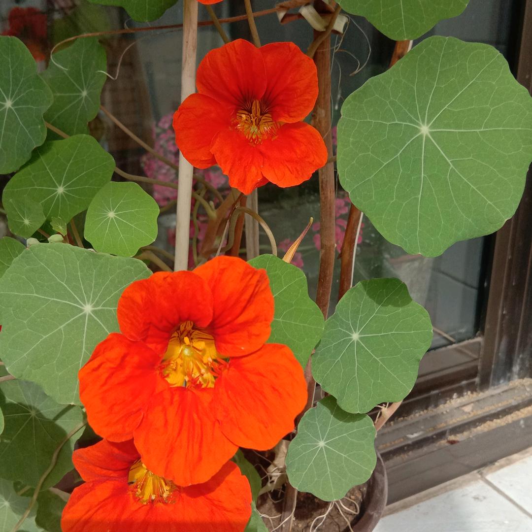 芬芬