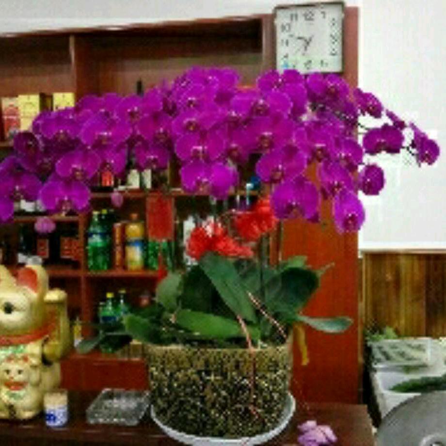 （天然）杜杜鹃花