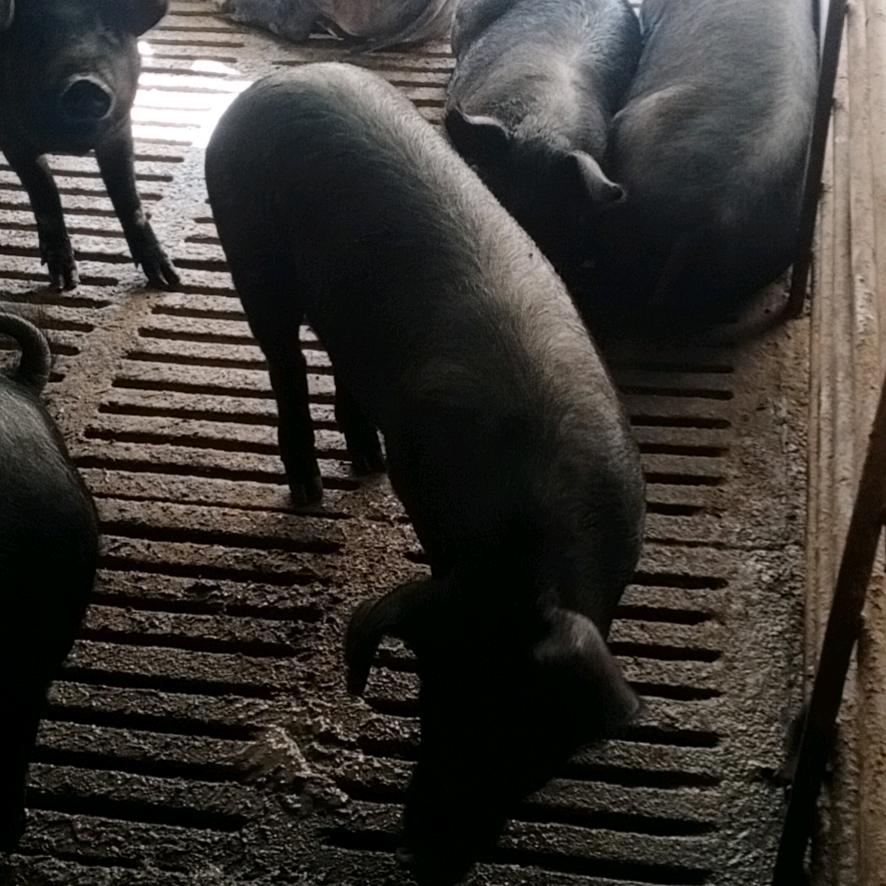 养猪人(土黑猪)