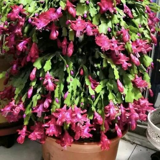 @幸福的人《拒绝连赞》