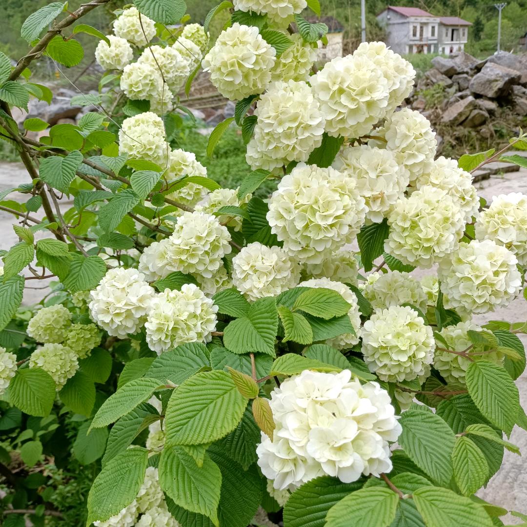 ও🕊ꦿꦼ一生᭄有李꧔ꦿ࿐้