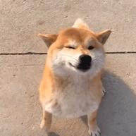 糖糖板栗吖