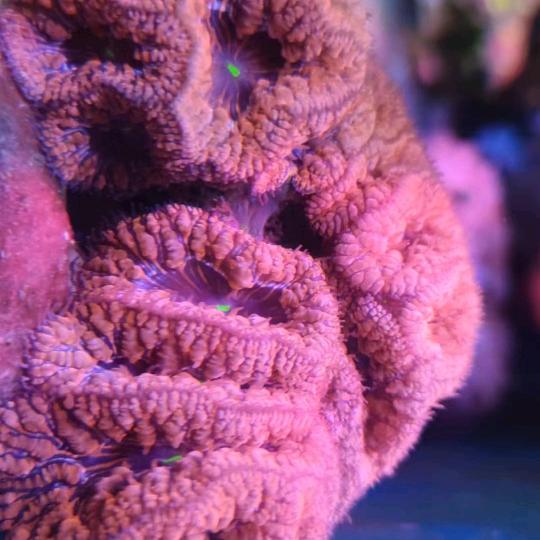 海洋生物俱乐部