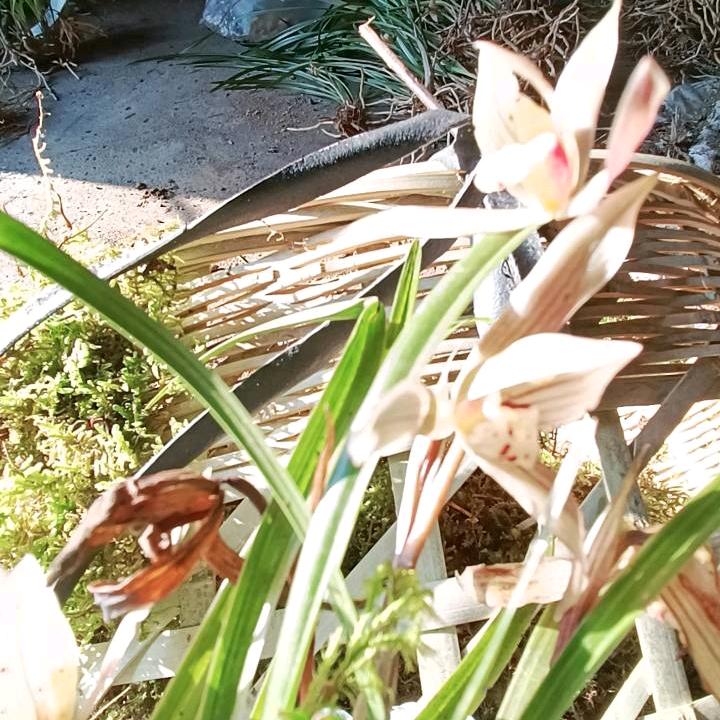 丽萍奇花异草＋土特