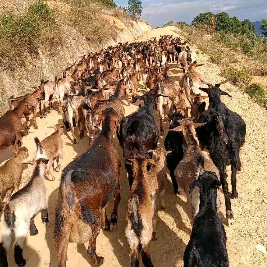 泸西丰源养殖场