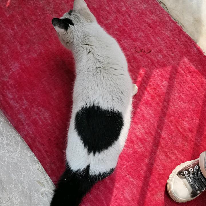 任家妞