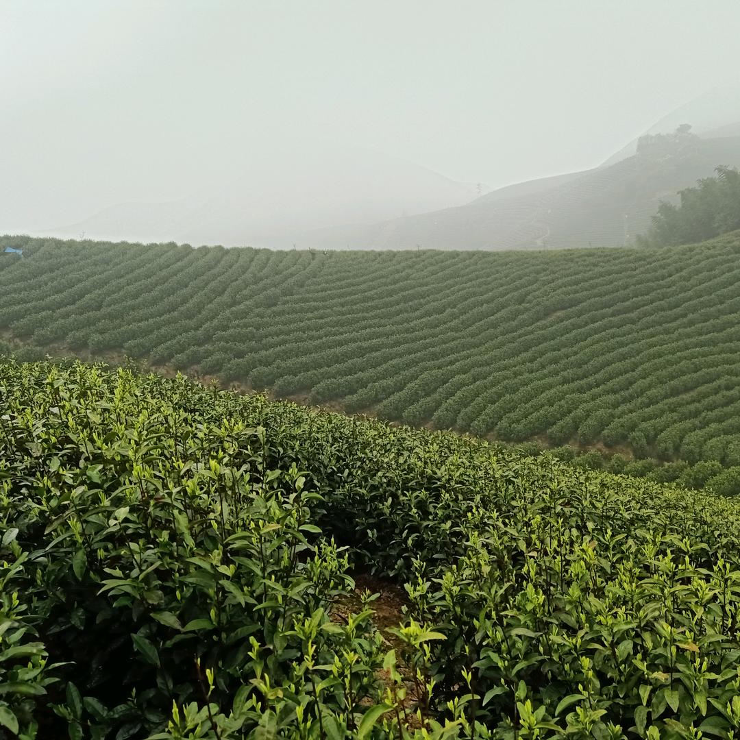 开始的孟(白茶+中药)