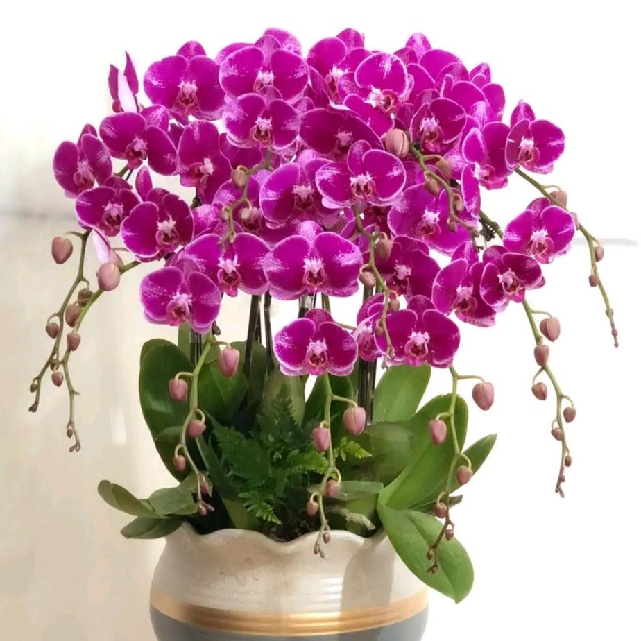 小菊绿植花卉
