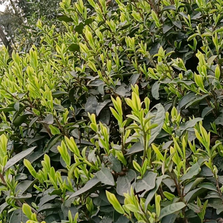 篮色的天空
