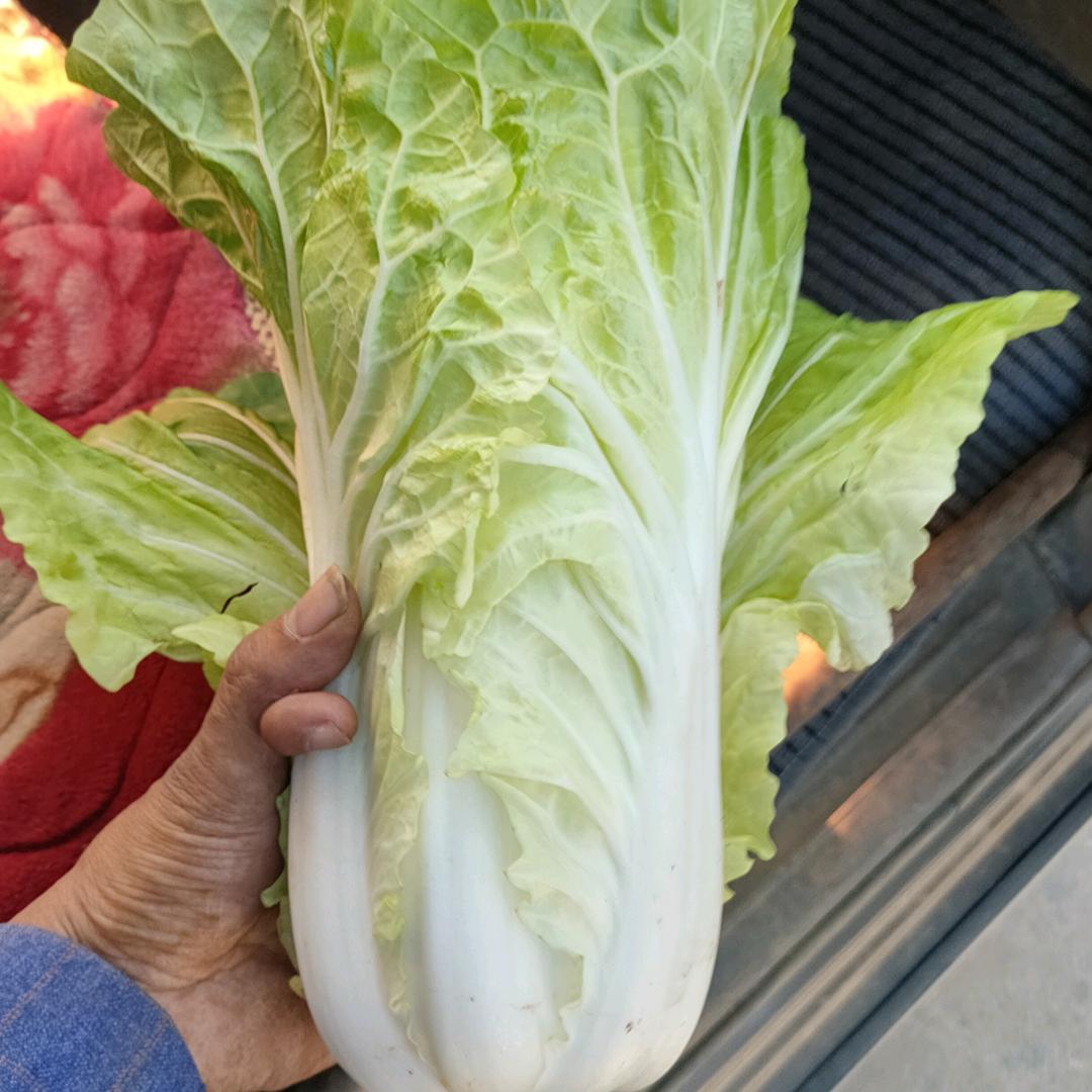 独自一人种蔬菜种植基地