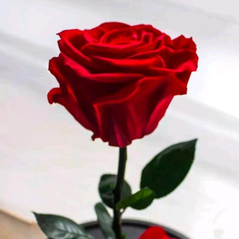 🍒🍒🍒小櫻桃🍒🍒🍒