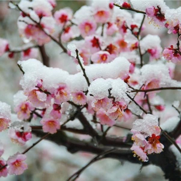 雪之花