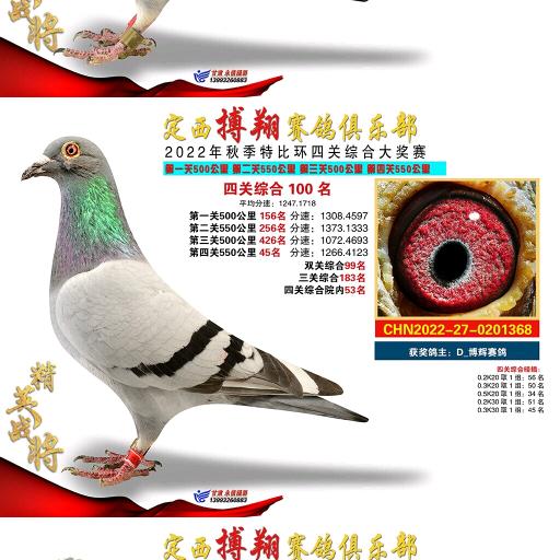 甘肃博辉赛鸽