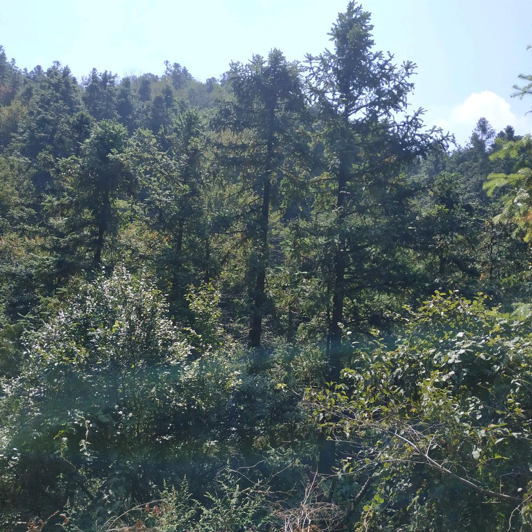 爱跑步的汤姆