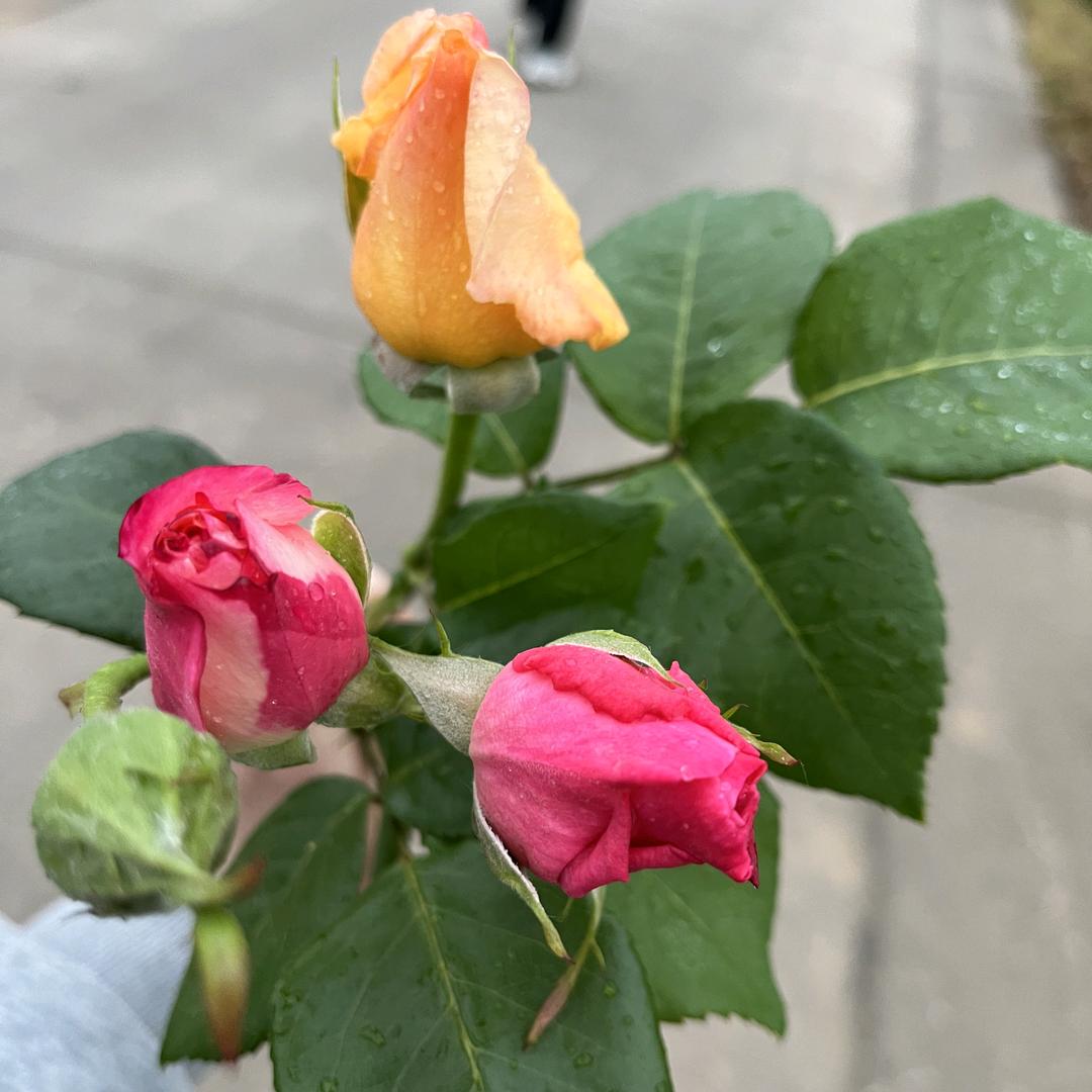 吴小阁欢乐购生活超市