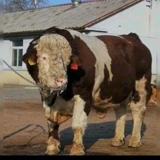 旧圃镇冻精改良钱师