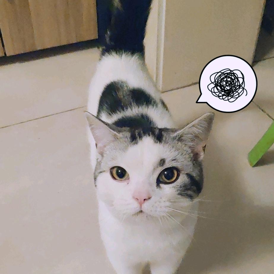🐱猫吃鱼