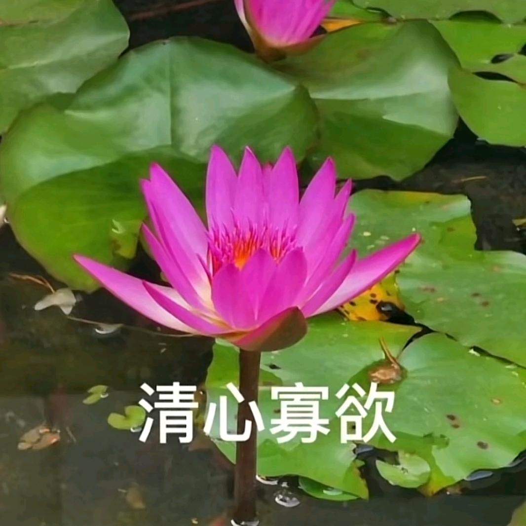 四季如春.
