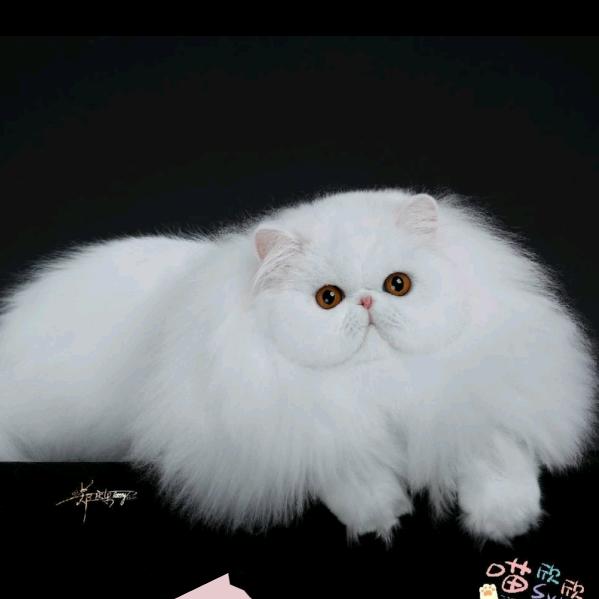 喵欣欣Syx波斯猫
