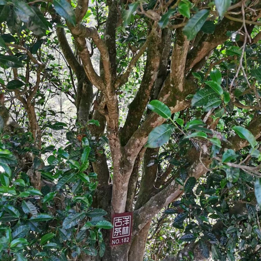 洋林古茶
